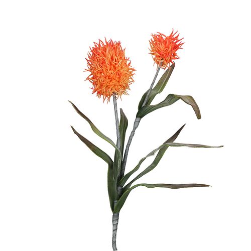 Flora Arancio Alium Rituali Domestici Fiori H204400036