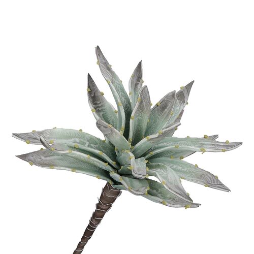 Flora Argentea Aloe Rituali Domestici Fiori H204400037