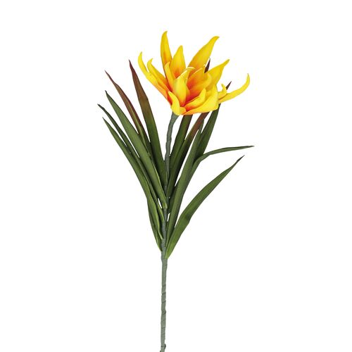 Flora Giallo Succulenta Fiorita Rituali Domestici Fiori H204400148
