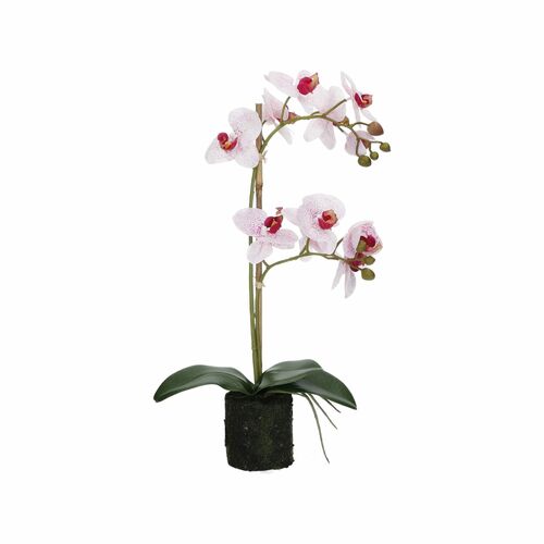 VERONICA ZOLLA C/ORCHIDEE MACULATE M Rituali Domestici Fiori H210600012