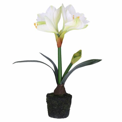 Amarillis Zolla con Amarillis Bianco Rituali Domestici Fiori H220300001