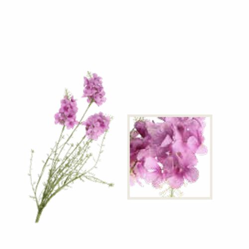Quelmazzolindifiori Violaciocca Rosa Thun Oggetistica H224900414