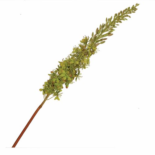Fiorile Eremurus Verde Thun Decorazioni casa U30288103U00
