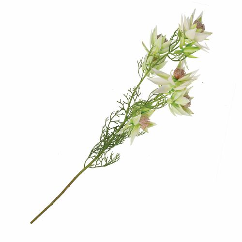 Fiorile Protea Bride Bianco Thun Fiori 18U30294103U00