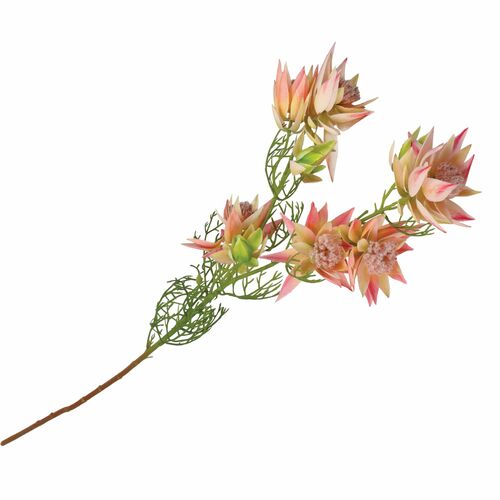 Fiorile Protea Bride Rosa Thun Fiori 23U30295103U00