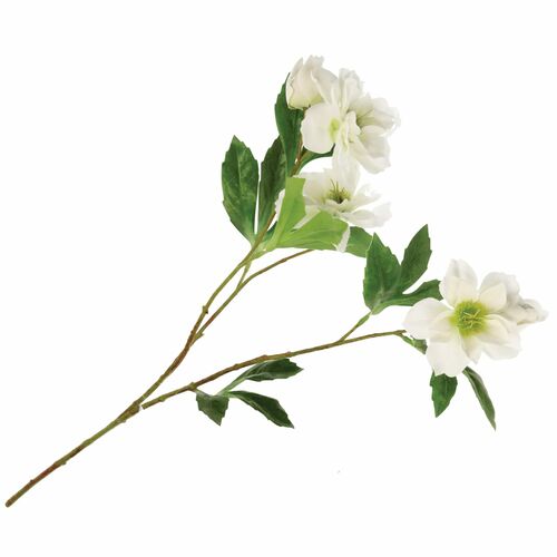 Fiorile Helleboro Bianco Thun Fiori 33U30298103U00