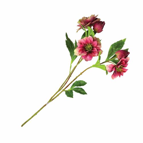 Fiorile Helleboro Vinaccia Thun Fiori 33U30299103U00