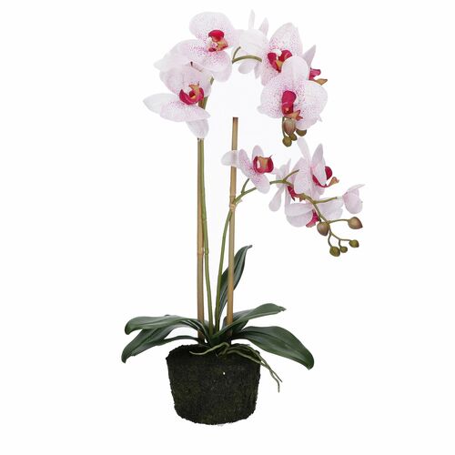 Veronica Zolla con Orchidee maculate Rituali Domestici Fiori H210600013