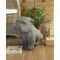 Buldog Antique Look Orchidea Decorazioni casa ORC93.1394