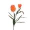 Flora Arancio Alium Rituali Domestici Fiori H204400036
