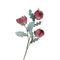 Flora Rosa Crisos Rituali Domestici Fiori H204400128
