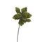 Flora Pianta Riccia Piccola Rituali Domestici Fiori H204400138