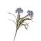 Flora Lilla Bromelia Rituali Domestici Fiori H204400147