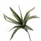 FLORA VERDE ALOE Thun Fiori H204400038