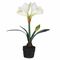 Amarillis Zolla con Amarillis Bianco Rituali Domestici Fiori H220300001