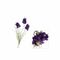 Quelmazzolindifiori Violaciocca Viola Thun Fiori H224900415