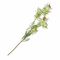 Fiorile Protea Bride Bianco Thun Fiori 18U30294103U00