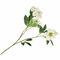 Fiorile Helleboro Bianco Thun Fiori 33U30298103U00