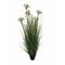 Piantala Finocchio Selvatico L D 15 Thun Fiori 22U30314121U00