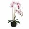 Veronica Zolla con Orchidee maculate Rituali Domestici Fiori H210600013