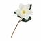 MAGGIE MAGNOLIA BIANCA Rituali Domestici Fiori H216600001